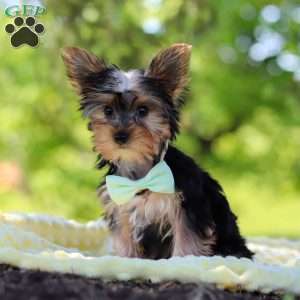 Ollie, Yorkie Puppy